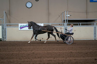 2019 Morgan Horse Show - Sept 01, 2019 - 05920