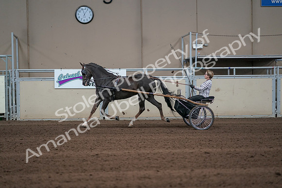2019 Morgan Horse Show - Sept 01, 2019 - 05920