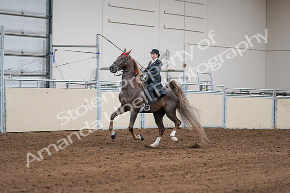 2020 - AB Morgan Horse - Sat, Sept 05 - 13073