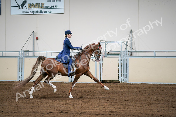 2020 - AB Morgan Horse - Sat, Sept 05 - 06334
