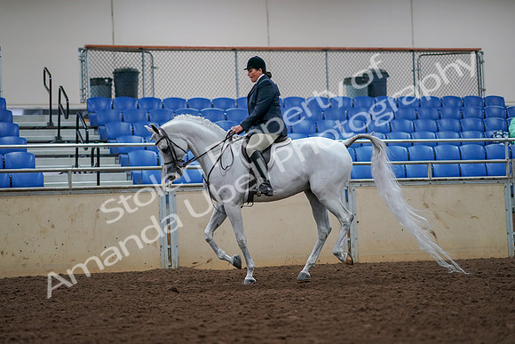 2019 Morgan Horse Show - Aug 30, 2019 - 17415