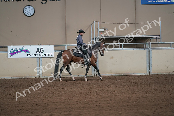 2019 Morgan Horse Show - Aug 31, 2019 - 06192
