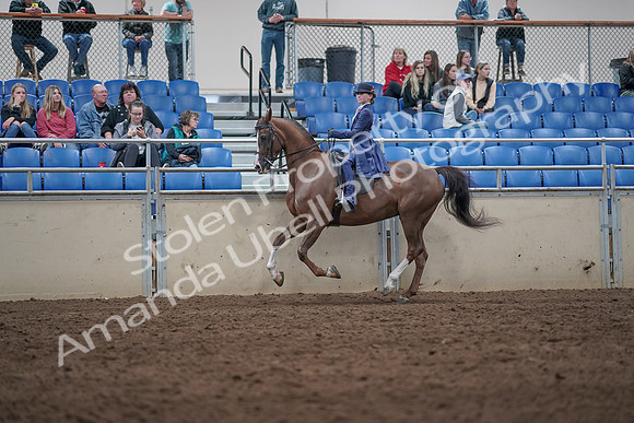 2019 Morgan Horse Show - Aug 31, 2019 - 20638