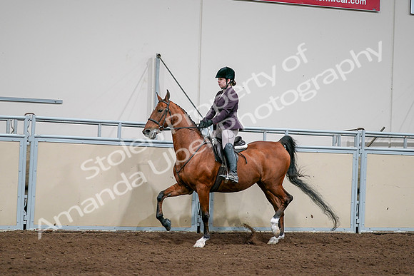 2020 - AB Morgan Horse - Sat, Sept 05 - 03053