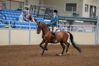 2020 - AB Morgan Horse - Fri, Sept 04 - 03955