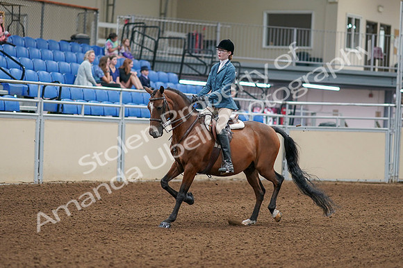 2020 - AB Morgan Horse - Fri, Sept 04 - 03955