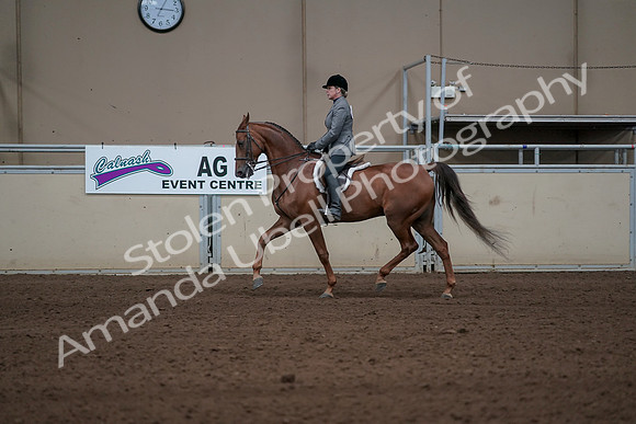 2019 Morgan Horse Show - Sept 01, 2019 - 12207