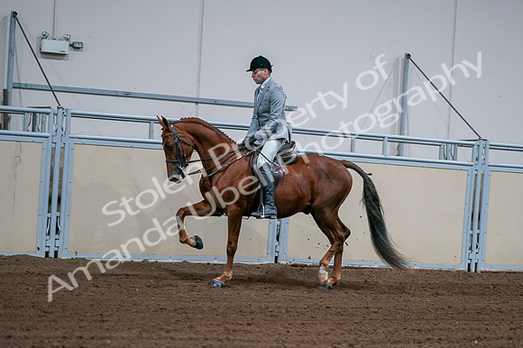 2020 - AB Morgan Horse - Fri, Sept 04 - 01605