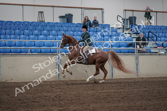 2019 Morgan Horse Show - Sept 01, 2019 - 12313