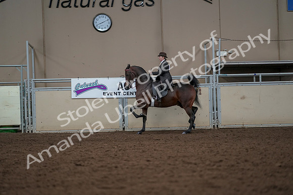 2019 Morgan Horse Show - Aug 30, 2019 - 27902