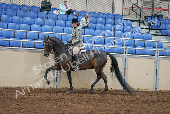 2020 - AB Morgan Horse - Sat, Sept 05 - 14486