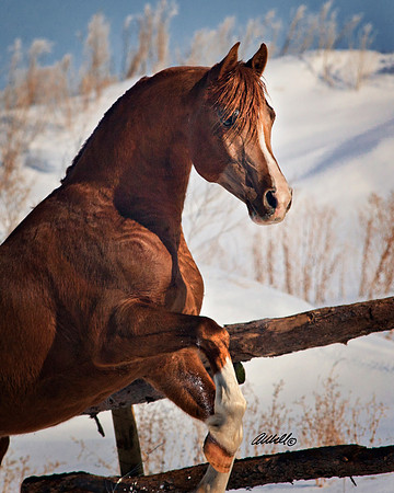 Arabians - 022