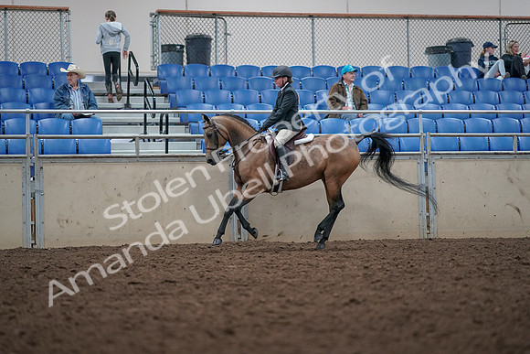 2019 Morgan Horse Show - Aug 31, 2019 - 15029