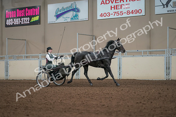 2019 Morgan Horse Show - Aug 31, 2019 - 04727