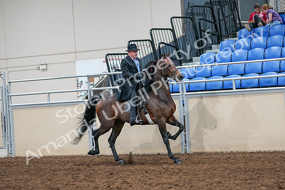 2020 - AB Morgan Horse - Sat, Sept 05 - 08142