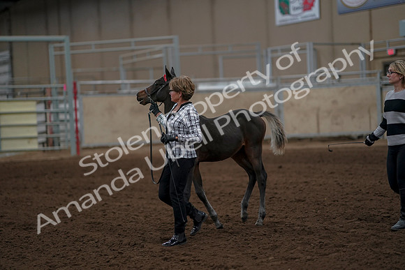 2019 Morgan Horse Show - Aug 30, 2019 - 24853