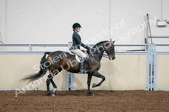 2020 - AB Morgan Horse - Sat, Sept 05 - 14583