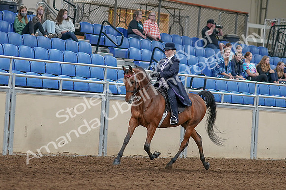 2020 - AB Morgan Horse - Fri, Sept 04 - 11465