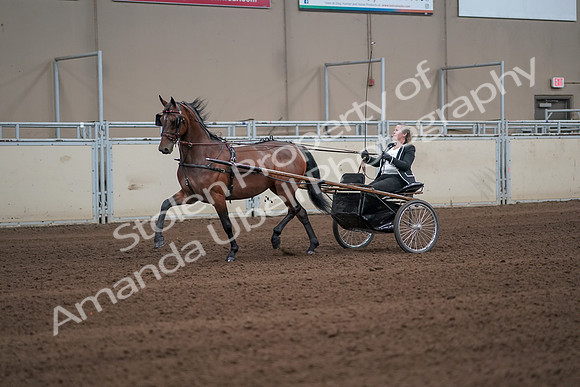 2019 Morgan Horse Show - Sept 01, 2019 - 05929