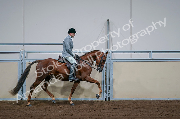 2020 - AB Morgan Horse - Fri, Sept 04 - 01805