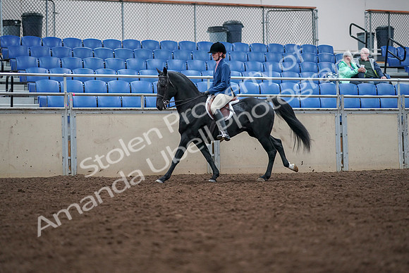 2019 Morgan Horse Show - Aug 30, 2019 - 18443