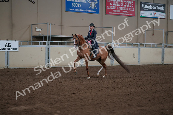 2019 Morgan Horse Show - Sept 01, 2019 - 12105