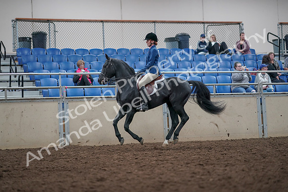 2019 Morgan Horse Show - Aug 31, 2019 - 16692