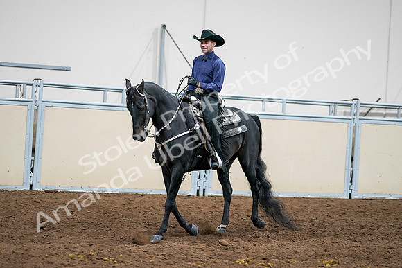 2020 - AB Morgan Horse - Sun, Sept 06 - 07599