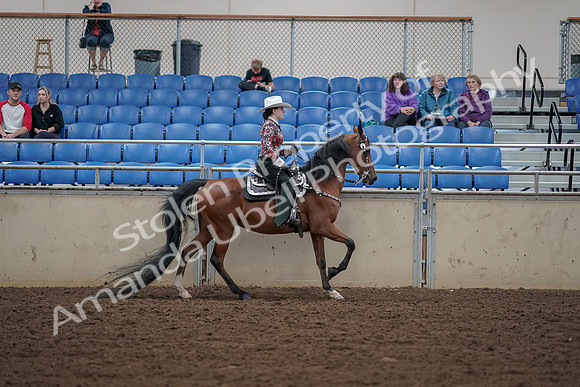 2019 Morgan Horse Show - Aug 30, 2019 - 26209