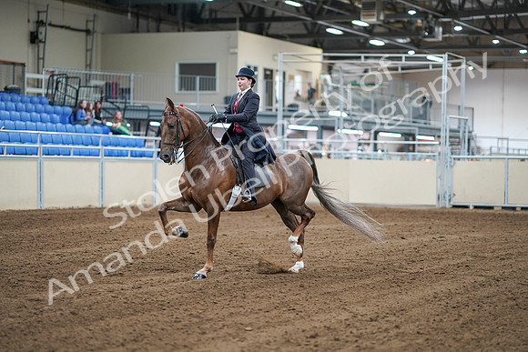 2020 - AB Morgan Horse - Sat, Sept 05 - 06047