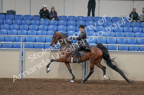 2020 - AB Morgan Horse - Fri, Sept 04 - 09783