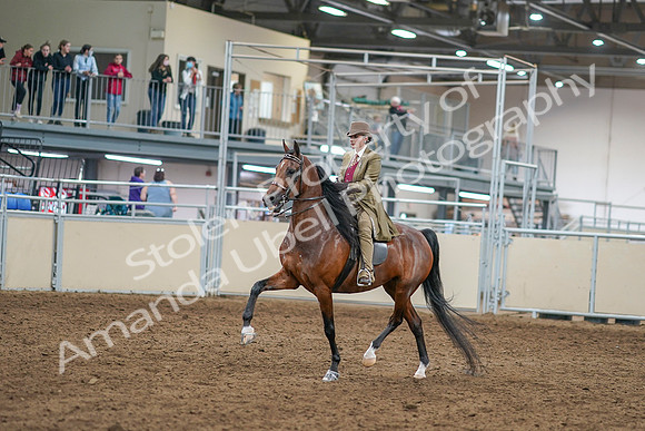 2020 - AB Morgan Horse - Sat, Sept 05 - 07937