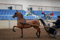 2019 Morgan Horse Show - Aug 30, 2019 - 13036