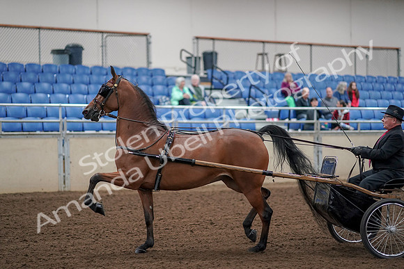 2019 Morgan Horse Show - Aug 30, 2019 - 13036