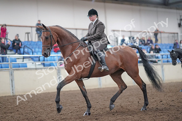 2019 Morgan Horse Show - Aug 31, 2019 - 14650