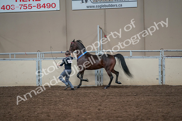 2019 Morgan Horse Show - Aug 31, 2019 - 01451