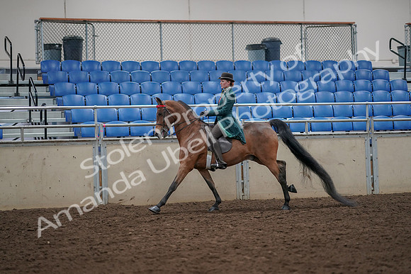 2019 Morgan Horse Show - Aug 30, 2019 - 28034
