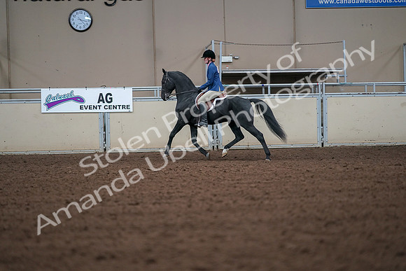 2019 Morgan Horse Show - Aug 30, 2019 - 18382