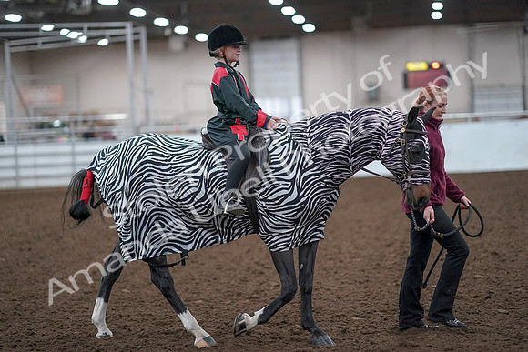 2019 Morgan Horse Show - Aug 31, 2019 - 10017