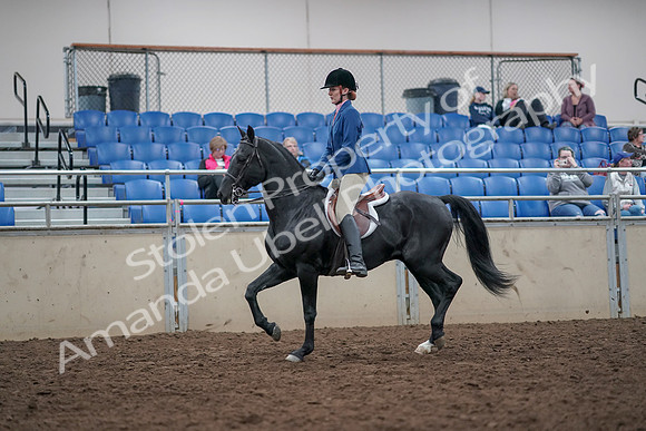 2019 Morgan Horse Show - Aug 31, 2019 - 16602