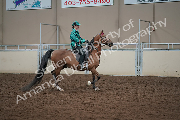 2019 Morgan Horse Show - Aug 30, 2019 - 30642