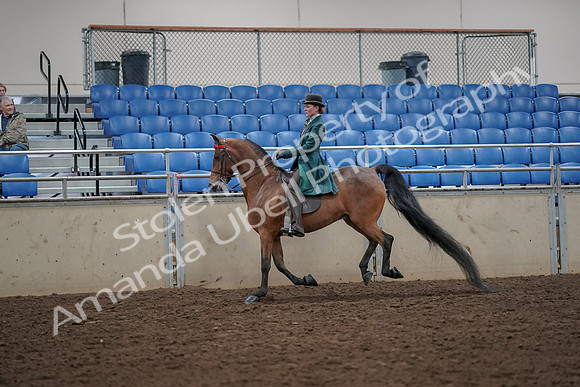 2019 Morgan Horse Show - Aug 30, 2019 - 28036