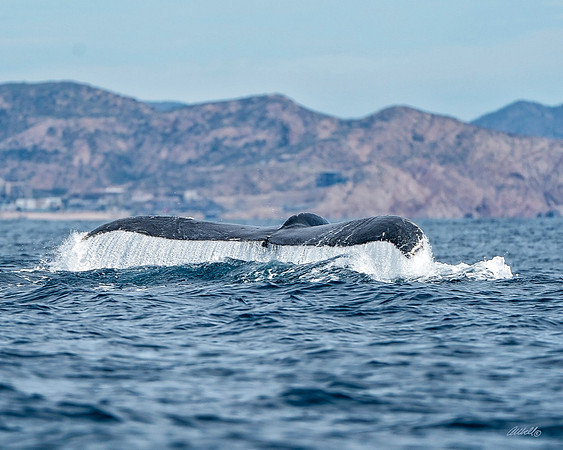 Los Cabo Dec 2018 - 0623