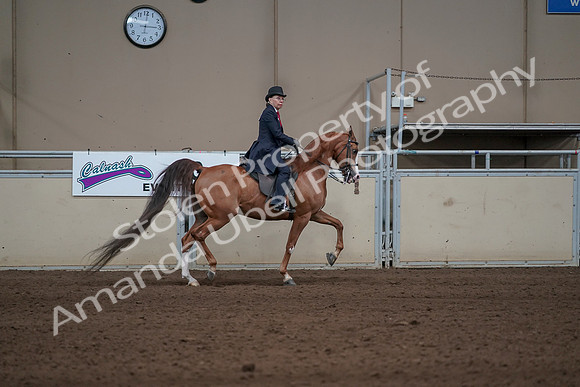 2019 Morgan Horse Show - Sept 01, 2019 - 12058