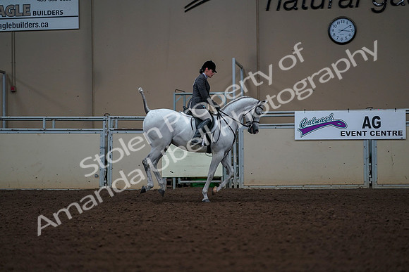 2019 Morgan Horse Show - Aug 30, 2019 - 17630