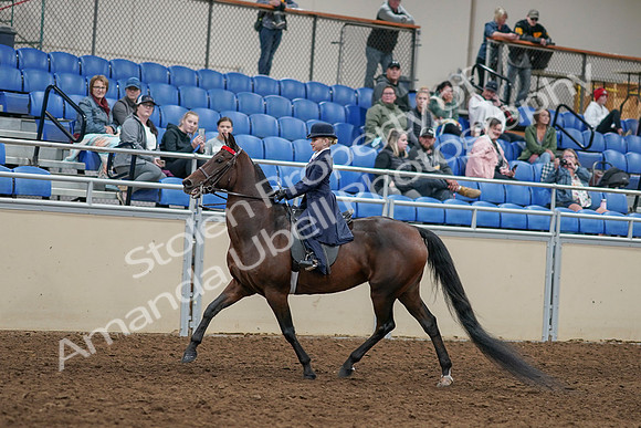 2020 - AB Morgan Horse - Sun, Sept 06 - 07923