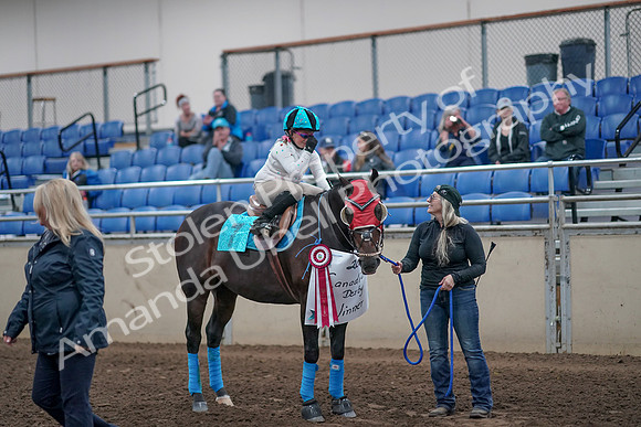 2019 Morgan Horse Show - Aug 31, 2019 - 10220