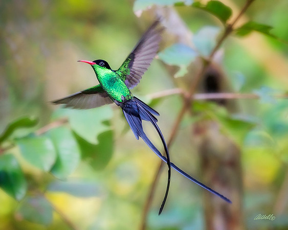 Birds - 137