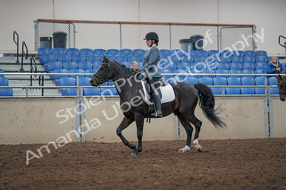 2019 Morgan Horse Show - Aug 31, 2019 - 07241