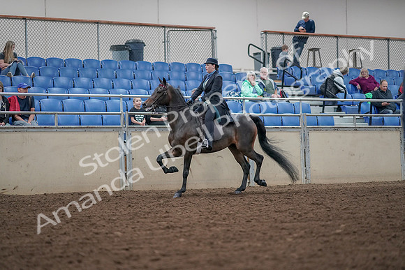 2019 Morgan Horse Show - Aug 30, 2019 - 15527